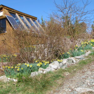 Blueberry row and greenhouse