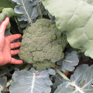 Alot of broccoli