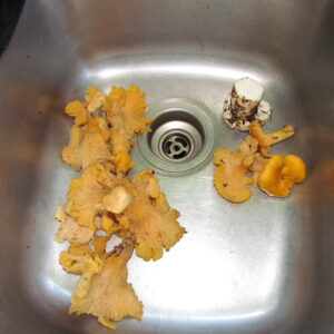 Chantrelles and pine picking
